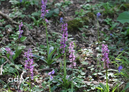 Early Purple Orchids, Orchis mascula, with Bluebells, May 2011, Surrey, Alan Prowse